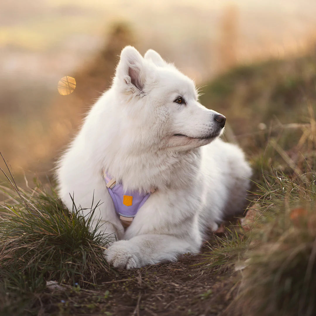 芬蘭Woolly Wolf | Sunflower 向日葵織帶設計胸背