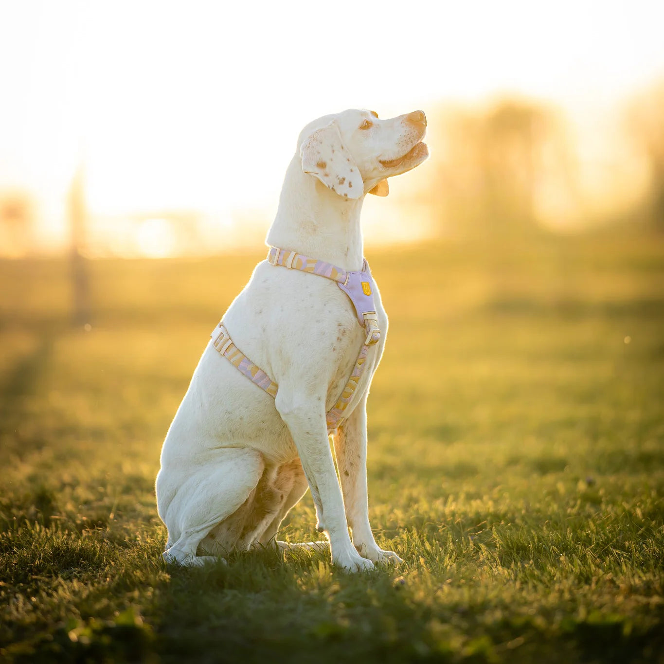 芬蘭Woolly Wolf | Sunflower 向日葵織帶設計胸背