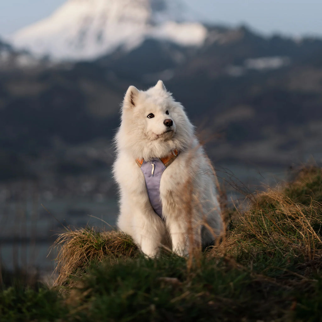 芬蘭Woolly Wolf | 360 全天候設計胸背