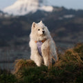 芬蘭Woolly Wolf | 360 全天候設計胸背