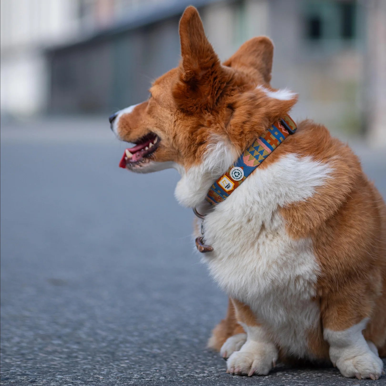 芬蘭Woolly Wolf | 織帶設計項圈