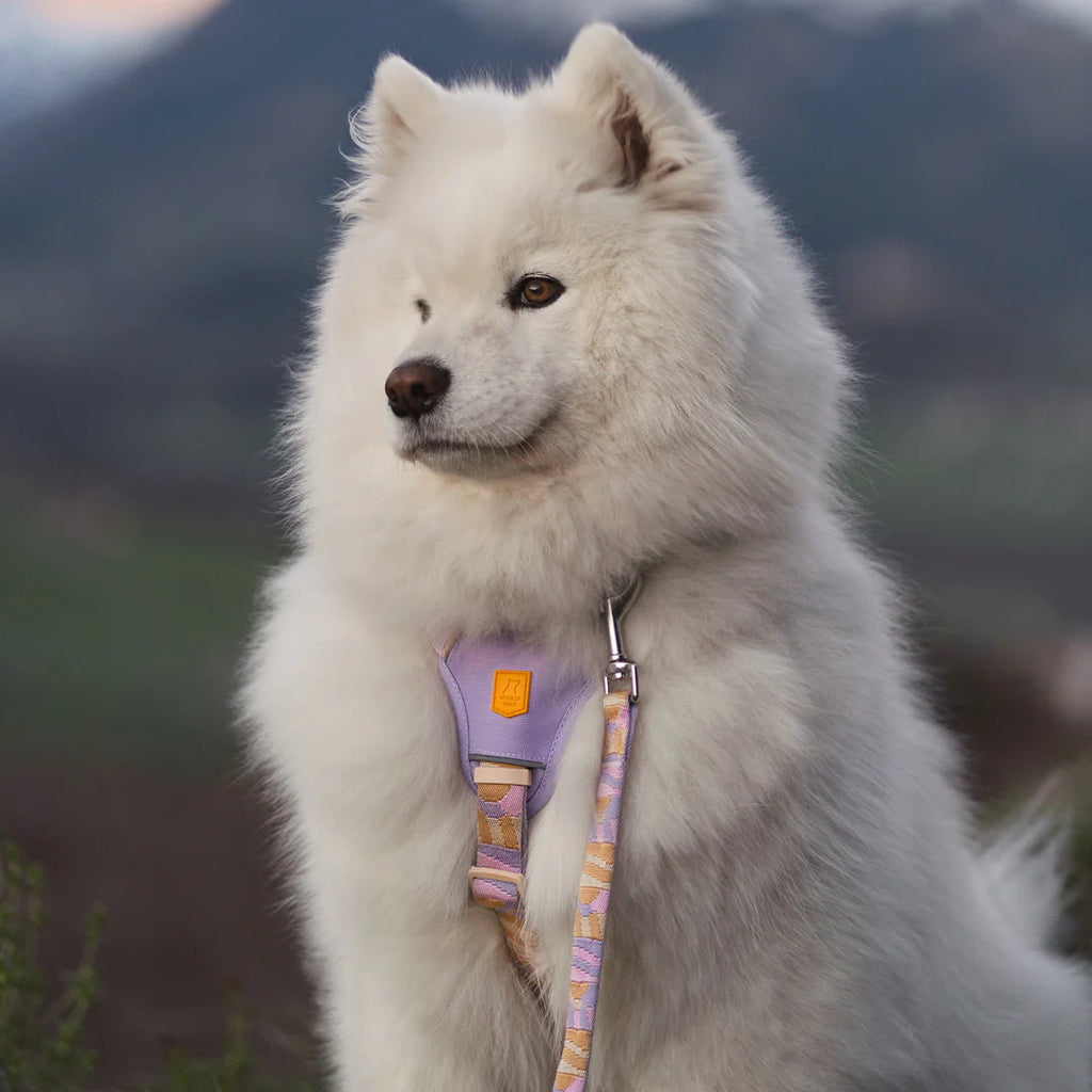 芬蘭Woolly Wolf | Sunflower 向日葵織帶設計胸背